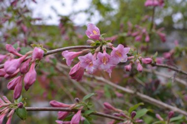 Weigela çalıları pembeleşiyor. Güzel bir bahar bahçesi. (Weigela Florida) Çiçekler.