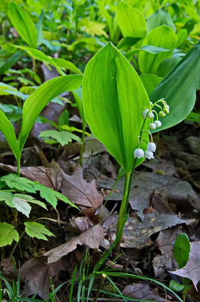 Lirio Floreciente Del Valle Lily Del Valle Convallaria Majalis Spring —  Fotos de Stock