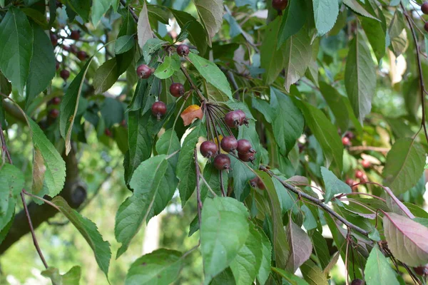 Větve Ovocem Malus Hupehensis Běžné Názvy Čínské Krabí Jablko Hupeh — Stock fotografie
