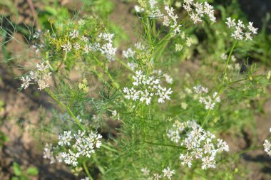 Kişniş tarlasında çiçek açan kişniş çiçeği. Çiçek açan kişniş çiçeği (Coriandrum sativum) beyaz pembe çiçeklerle. Bitki bahçesinde çiçek açan Cilantro çiçekleri.