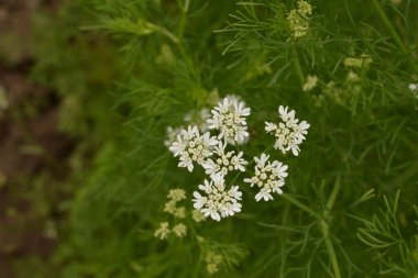 Kişniş tarlasında çiçek açan kişniş çiçeği. Çiçek açan kişniş çiçeği (Coriandrum sativum) beyaz pembe çiçeklerle. Bitki bahçesinde çiçek açan Cilantro çiçekleri.