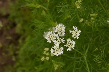 Kişniş tarlasında çiçek açan kişniş çiçeği. Çiçek açan kişniş çiçeği (Coriandrum sativum) beyaz pembe çiçeklerle. Bitki bahçesinde çiçek açan Cilantro çiçekleri.
