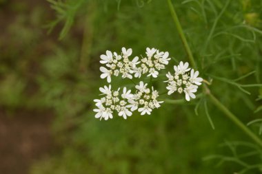 Kişniş tarlasında çiçek açan kişniş çiçeği. Çiçek açan kişniş çiçeği (Coriandrum sativum) beyaz pembe çiçeklerle. Bitki bahçesinde çiçek açan Cilantro çiçekleri.