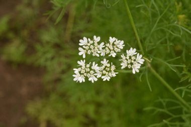 Kişniş tarlasında çiçek açan kişniş çiçeği. Çiçek açan kişniş çiçeği (Coriandrum sativum) beyaz pembe çiçeklerle. Bitki bahçesinde çiçek açan Cilantro çiçekleri.