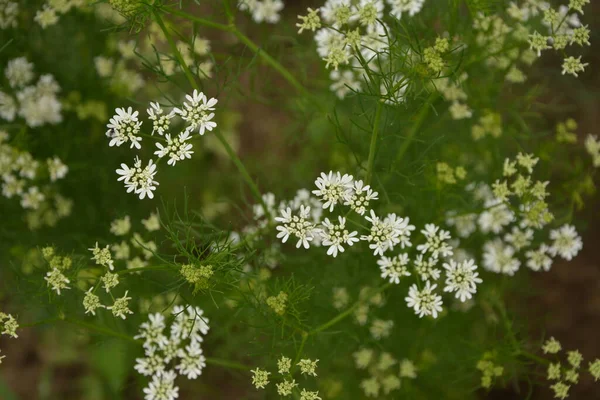 コリアンダーの花はコリアンダー畑に咲き 白いピンク色の花を咲かせます ハーブの庭に咲くチラントロの花 — ストック写真