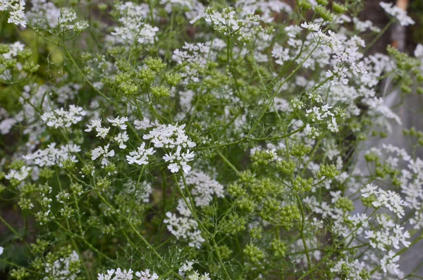 Цветок Кориандра Цветущий Кориандровом Поле Цветущий Кориандр Coriandrum Sativum Белыми — стоковое фото