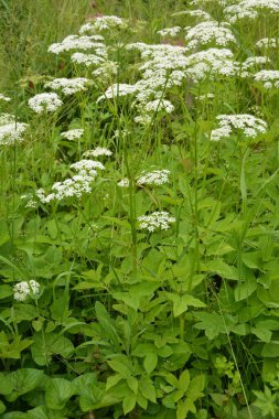 Aegodium podagraria L. 'in çiçeklerinin üst görüntüsü. Genellikle yaşlı bitkiler, gerard, piskopos otu, gutweed, gut otu ve dağdaki kar solucanı olarak bilinir..