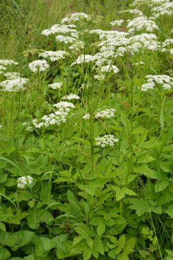 Aegodium podagraria L. 'in çiçeklerinin üst görüntüsü. Genellikle yaşlı bitkiler, gerard, piskopos otu, gutweed, gut otu ve dağdaki kar solucanı olarak bilinir..