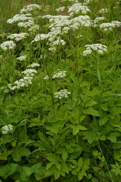 Top View Close Flowers Aegopodium Podagraria Commonly Called Ground Elder — Stock Photo, Image