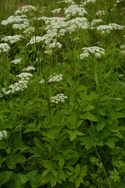 地上長老 草の庭 主教の雑草 ヨモギ 雪の山と一般的に呼ばれるEogopodium Podagaria の花のトップビュー — ストック写真