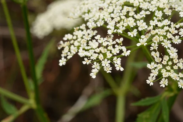 Pandangan Atas Menutup Bunga Aegopodium Podagraria Umumnya Disebut Tetua Tanah — Stok Foto