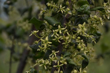 Avrupa veya Yaygın Dikenli Ağaç, Euonymus Europaeus, makro, seçici odak, sığ DOF