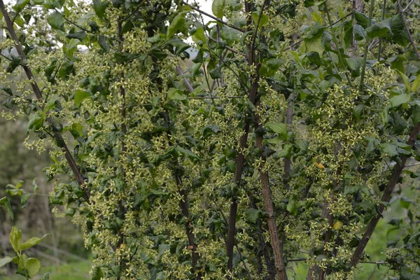 Μικρό Λουλούδι Στο Ευρωπαϊκό Κοινό Δέντρο Euonymus Europaeus Μακροεντολή Επιλεκτική — Φωτογραφία Αρχείου