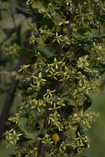 Piccolo Fiore Sull Albero Mandrino Europeo Comune Euonymus Europaeus Macro — Foto Stock