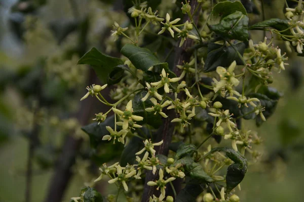 Liten Blomma European Eller Common Spindle Tree Euonymus Europaeus Makro — Stockfoto