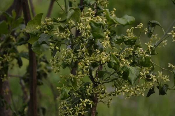 Liten Blomma European Eller Common Spindle Tree Euonymus Europaeus Makro — Stockfoto