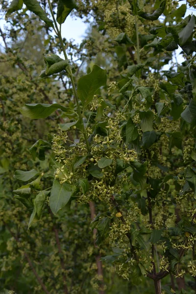 Liten Blomma European Eller Common Spindle Tree Euonymus Europaeus Makro — Stockfoto