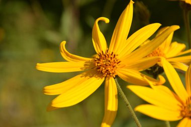 Helianthus tuberosus L. veya girasol, Kudüs Enginarı (Toprak Elması) Sarı çiçek yakın plan