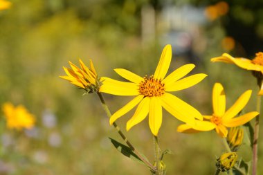 Helianthus tuberosus L. veya girasol, Kudüs Enginarı (Toprak Elması) Sarı çiçek yakın plan