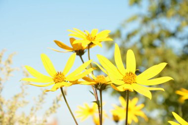 Helianthus tuberosus L. veya girasol, Kudüs Enginarı (Toprak Elması) Sarı çiçek yakın plan