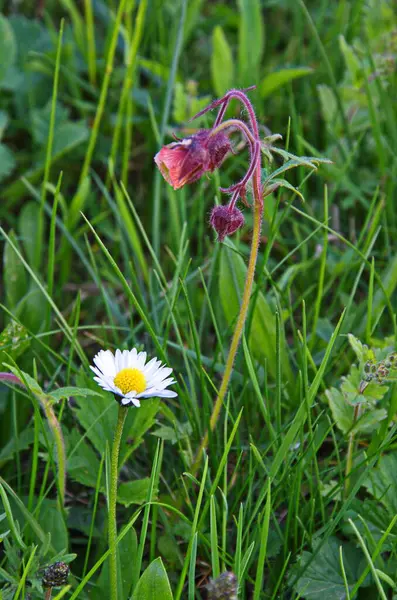 Geum Rivale Víz Avens Egy Virágzó Növény Család Rosaceae Geum — Stock Fotó