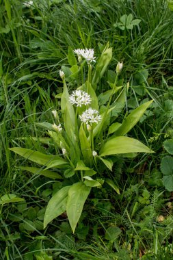 Ramson ya da vahşi pırasa, çiçek açarken Allium ursinum.