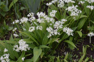 Ramson ya da vahşi pırasa, çiçek açarken Allium ursinum.