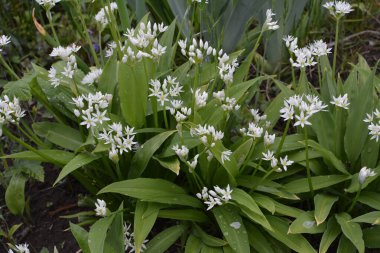 Ramson ya da vahşi pırasa, çiçek açarken Allium ursinum.