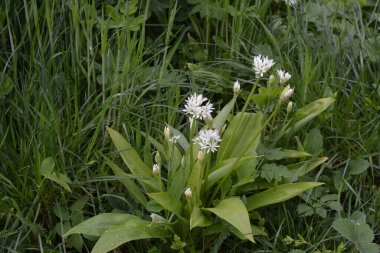 Ramson ya da vahşi pırasa, çiçek açarken Allium ursinum.