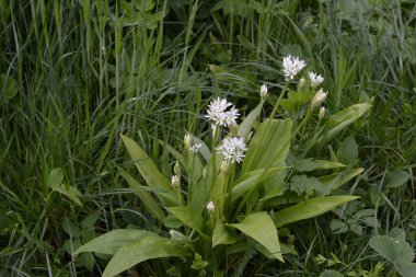 Ramson ya da vahşi pırasa, çiçek açarken Allium ursinum.