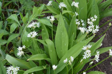 Ramson ya da vahşi pırasa, çiçek açarken Allium ursinum.