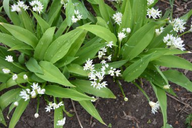 Ramson ya da vahşi pırasa, çiçek açarken Allium ursinum.