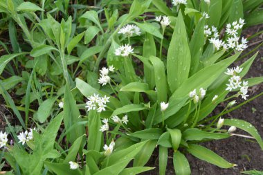 Ramson ya da vahşi pırasa, çiçek açarken Allium ursinum.