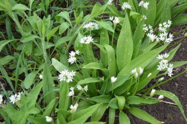 Ramson ya da vahşi pırasa, çiçek açarken Allium ursinum.