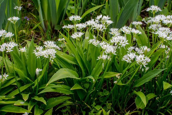 Ramson Lub Dziki Por Allium Ursinum Podczas Kwitnienia — Zdjęcie stockowe