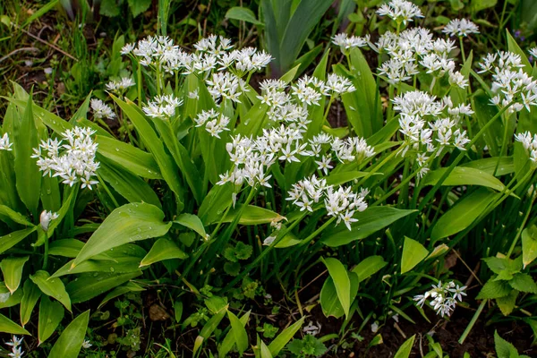 Ramson Lub Dziki Por Allium Ursinum Podczas Kwitnienia — Zdjęcie stockowe