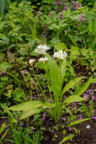 Ramson Lub Dziki Por Allium Ursinum Podczas Kwitnienia — Zdjęcie stockowe