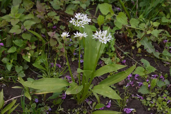 Ramson Sau Praz Sălbatic Allium Ursinum Timpul Înfloririi — Fotografie, imagine de stoc