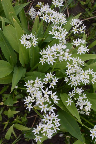 Ramson Sau Praz Sălbatic Allium Ursinum Timpul Înfloririi — Fotografie, imagine de stoc