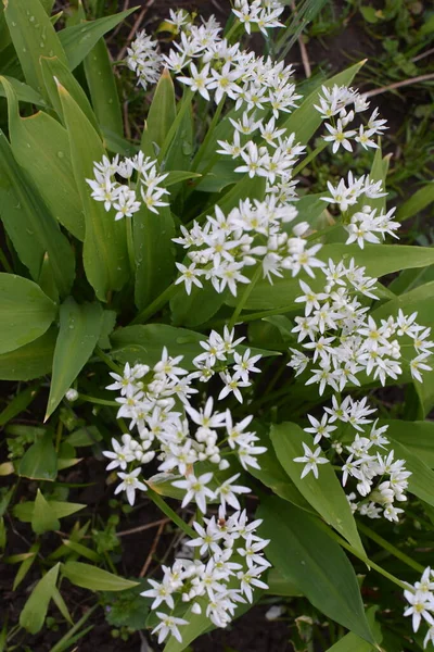 Ramson Sau Praz Sălbatic Allium Ursinum Timpul Înfloririi — Fotografie, imagine de stoc