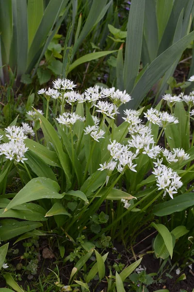 Ramson Lub Dziki Por Allium Ursinum Podczas Kwitnienia — Zdjęcie stockowe