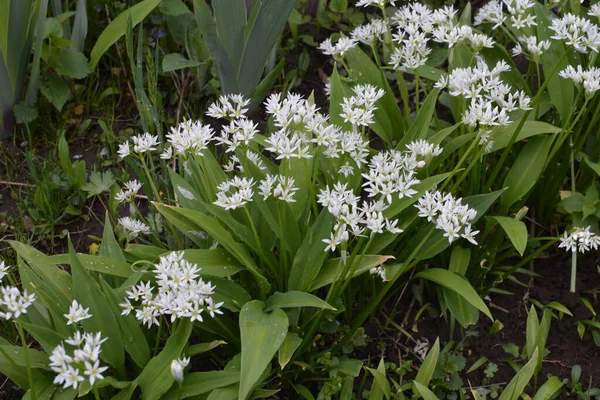 Ramson Sau Praz Sălbatic Allium Ursinum Timpul Înfloririi — Fotografie, imagine de stoc