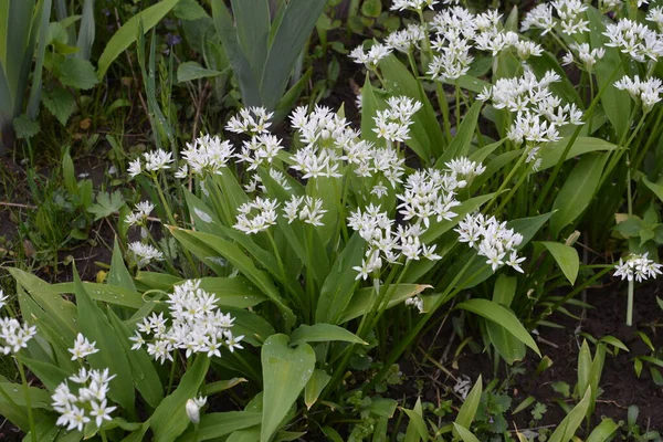 Ramson Sau Praz Sălbatic Allium Ursinum Timpul Înfloririi — Fotografie, imagine de stoc