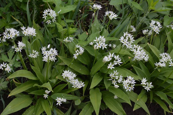 Ramson Sau Praz Sălbatic Allium Ursinum Timpul Înfloririi — Fotografie, imagine de stoc