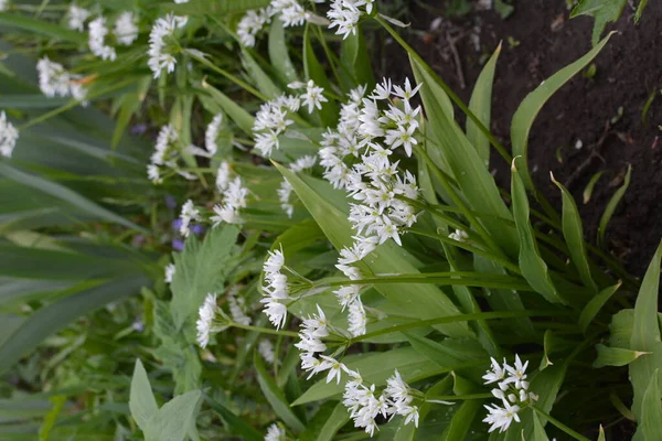 Ramson Sau Praz Sălbatic Allium Ursinum Timpul Înfloririi — Fotografie, imagine de stoc