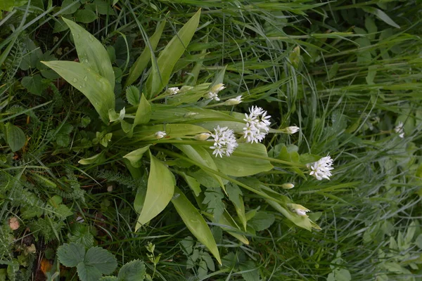 Ramson Sau Praz Sălbatic Allium Ursinum Timpul Înfloririi — Fotografie, imagine de stoc