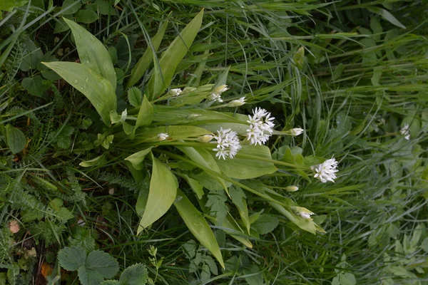 Ramson Alho Porro Selvagem Allium Ursinum Durante Floração — Fotografia de Stock