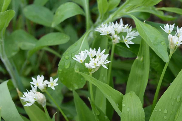 Ramson Sau Praz Sălbatic Allium Ursinum Timpul Înfloririi — Fotografie, imagine de stoc