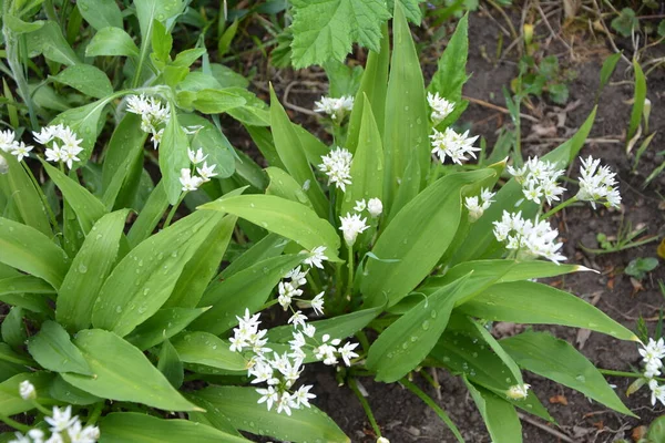 Ramson Alho Porro Selvagem Allium Ursinum Durante Floração — Fotografia de Stock