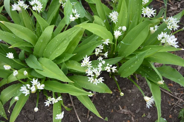 Ramson Puerro Salvaje Allium Ursinum Durante Floración —  Fotos de Stock